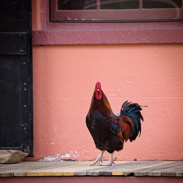 Karen Burke: Rooster Portrait by Karen Burke