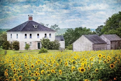Sunflower Farm by Karen Burke framed canvas print