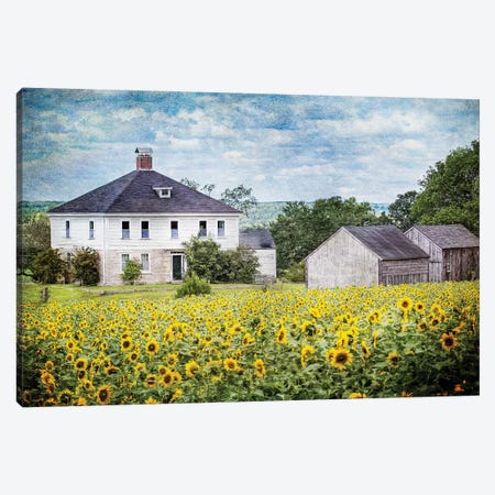 Sunflower Farm Canvas Print #KBU66} by Karen Burke Canvas Print