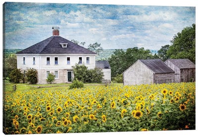 Sunflower Farm Canvas Art Print - Karen Burke