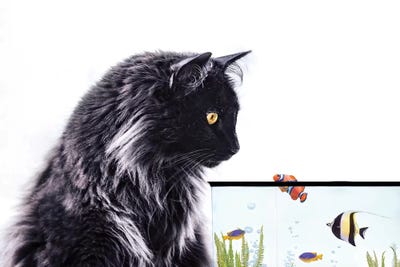 Thor And Fishtank by Karen Burke canvas print