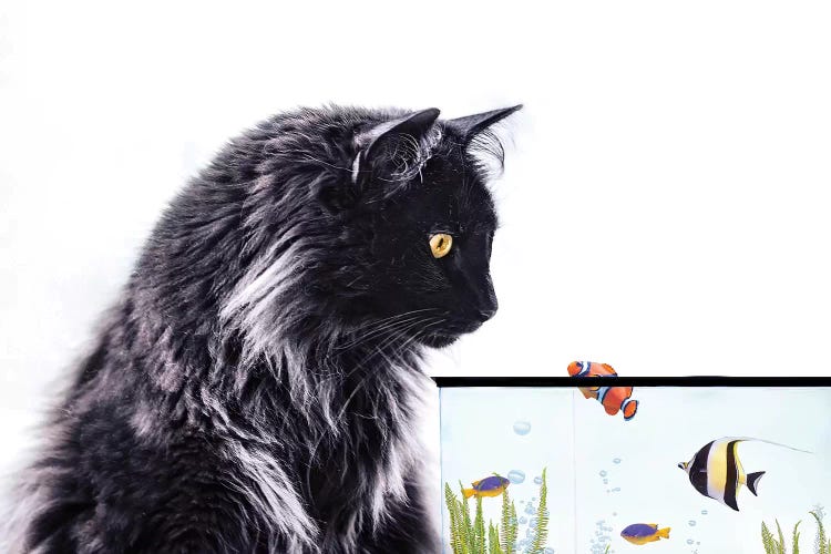 Thor And Fishtank by Karen Burke wall art