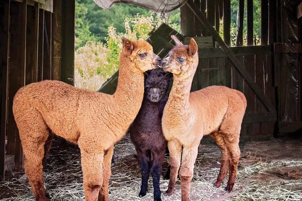 Llamas & Alpacas: Three Alpaca Babies by Karen Burke