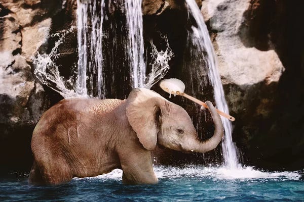 Karen Burke: Baby Elephant Bath by Karen Burke