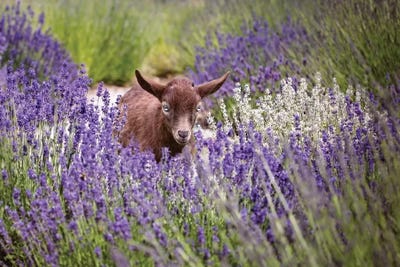 Baby Goat In Lavender by Karen Burke framed canvas print