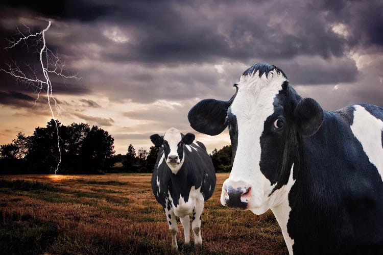 Till The Cows Come Home by Karen Burke wall art