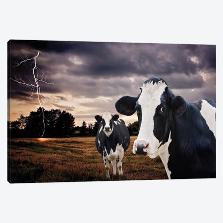 Till The Cows Come Home Canvas Print #KBU70} by Karen Burke Canvas Art Print