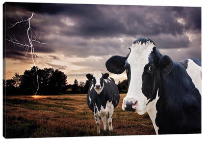 Till The Cows Come Home Canvas Art Print - Karen Burke