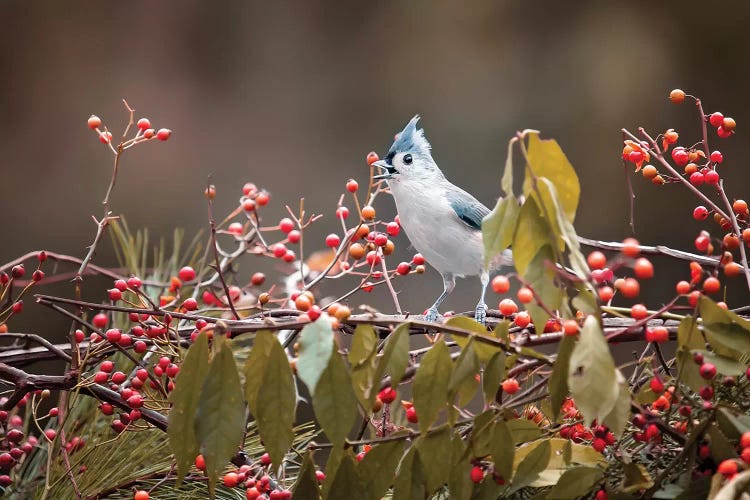 Tit Mouse Singing by Karen Burke wall art