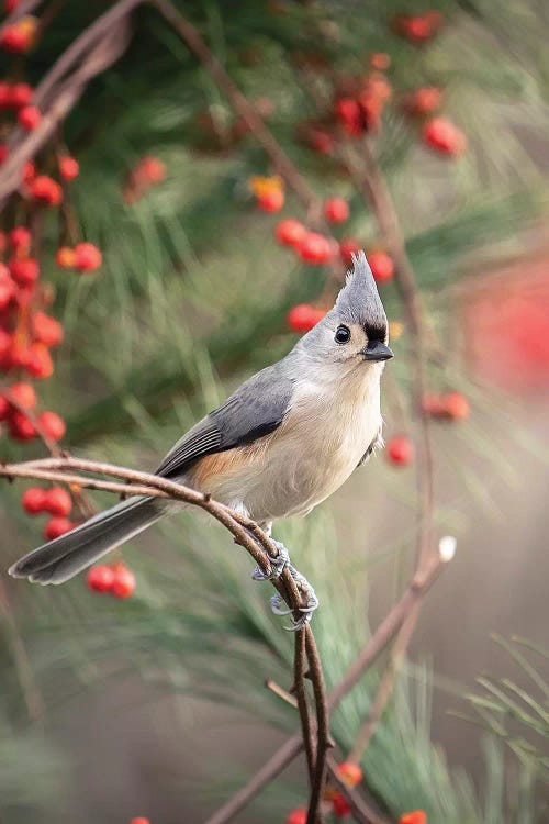 Tufted Titmouse Red Berries