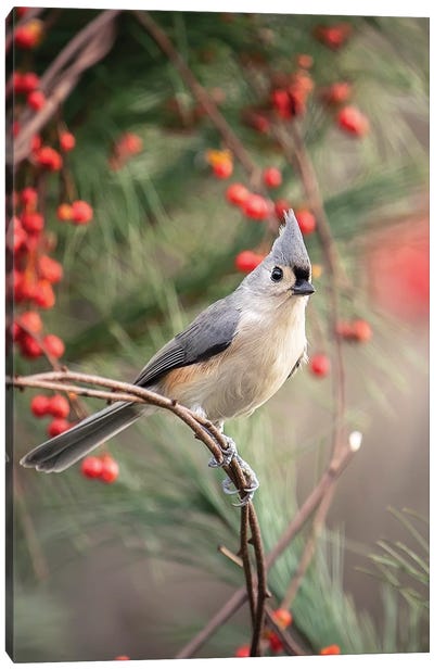 Tufted Titmouse Red Berries Canvas Art Print