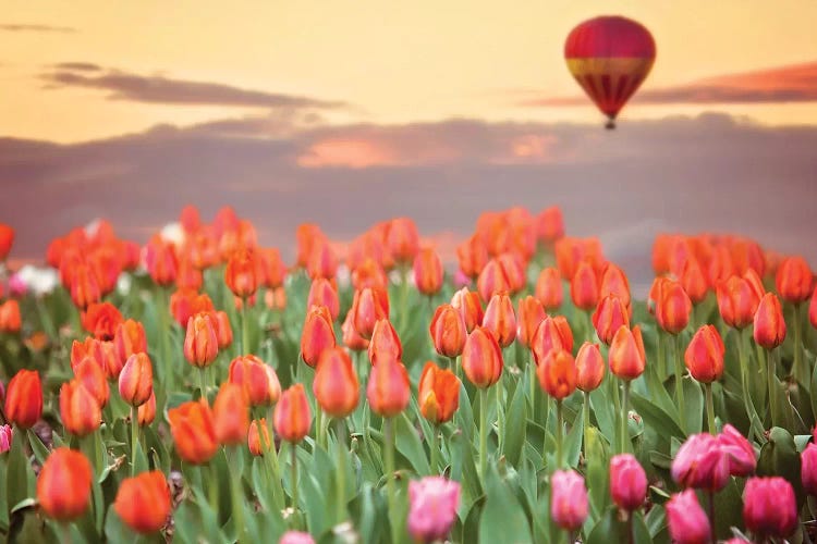 Tulip Field Hot Air Balloon