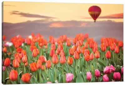 Tulip Field Hot Air Balloon Canvas Art Print - Karen Burke