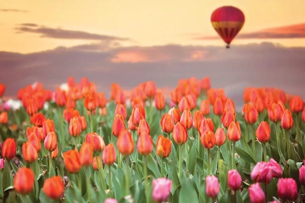Hot Air Balloons: Tulip Field Hot Air Balloon by Karen Burke