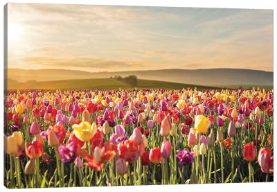 Tulip Field Sunrise Canvas Art Print - Garden & Floral Landscape Art