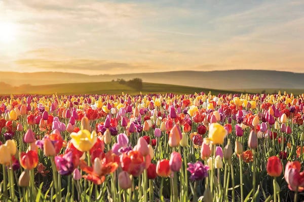 Tulips: Tulip Field Sunrise by Karen Burke