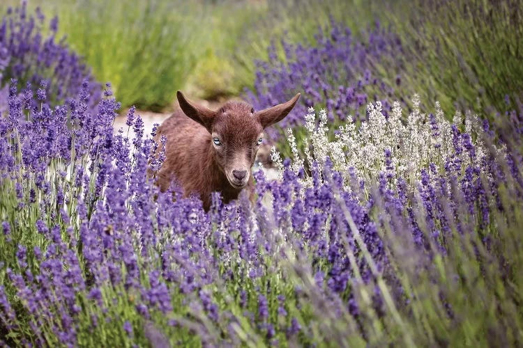 Baby Goat In Lavender