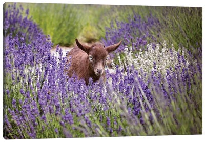 Baby Goat In Lavender Canvas Art Print - Goat Art
