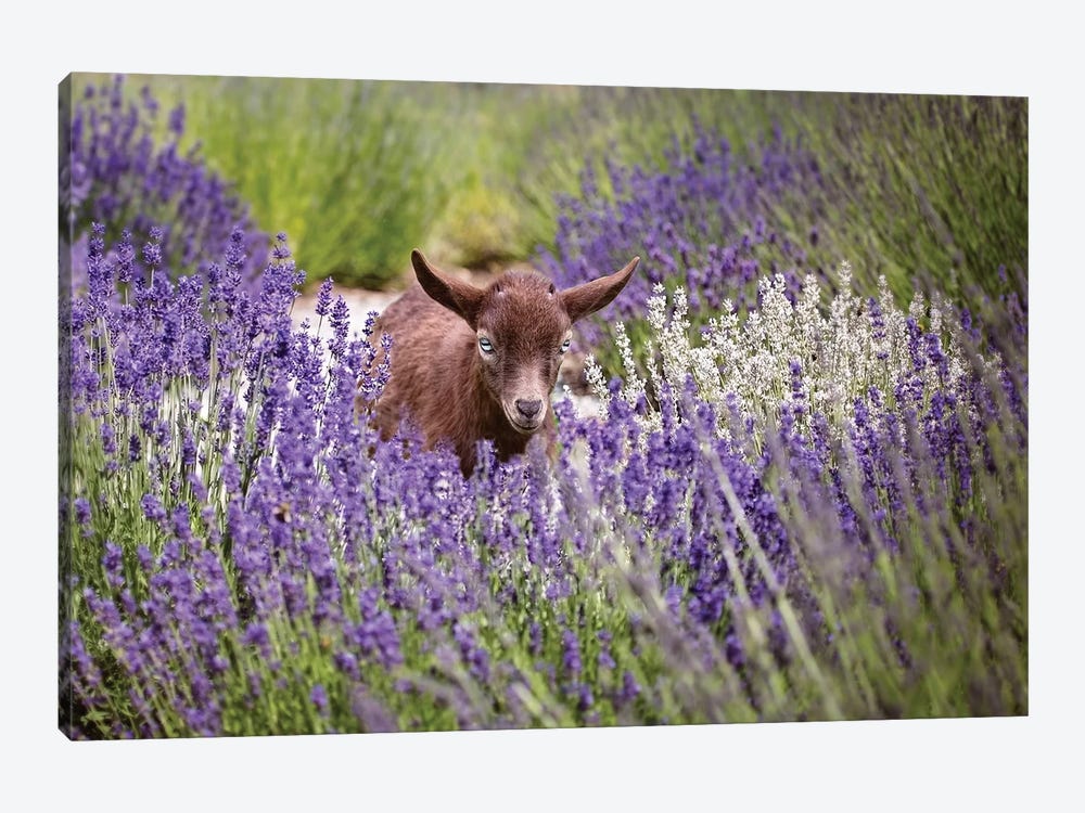 Baby Goat In Lavender by Karen Burke 1-piece Canvas Print