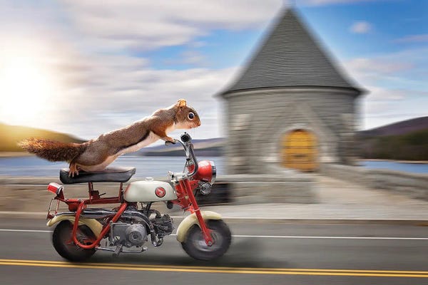 Scooters: Red Rider Honda Scooter by Karen Burke