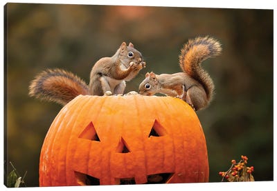 Red Squirrels And Pumpkin Canvas Art Print - Karen Burke