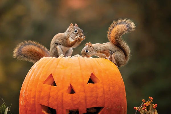 Karen Burke: Red Squirrels And Pumpkin by Karen Burke