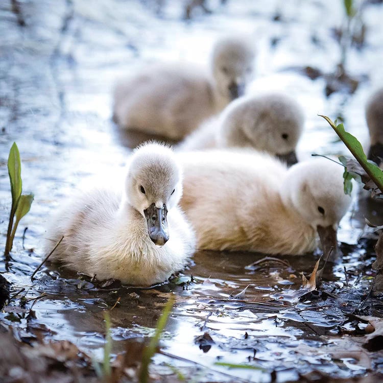 Baby Swans