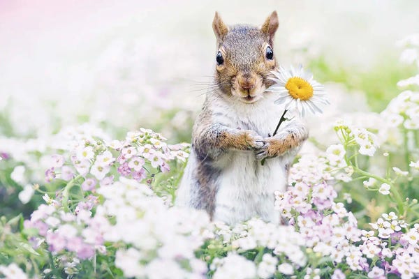 Karen Burke: Squirrel Paradise by Karen Burke
