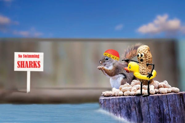 Squirrels: Swimming With Sharks by Karen Burke