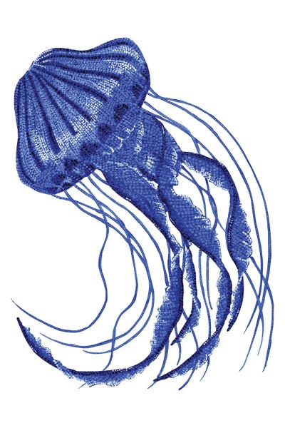 Jellyfish: Jellyfish by Kelsey Emblow