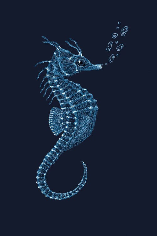 Seahorse by Kelsey Emblow wall art