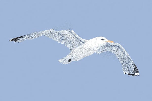 Summer Seaside Seagull