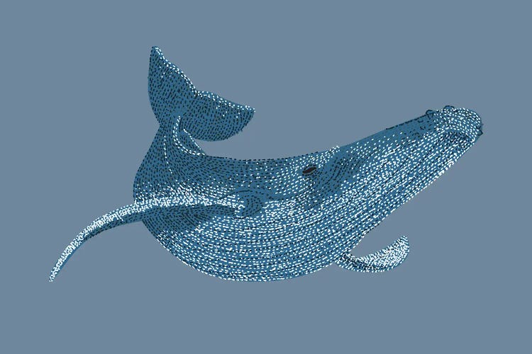 Stipple Of The Sea Humpback Whale