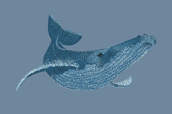 Stipple Of The Sea Humpback Whale