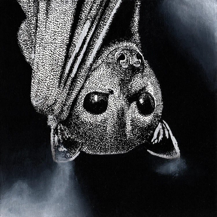 Flying Fox by Kelsey Emblow wall art