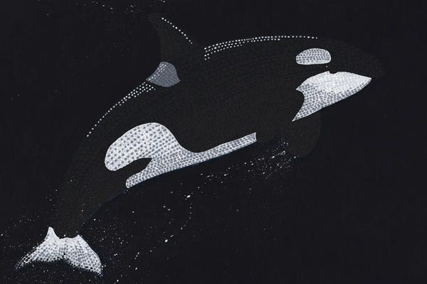 Whales: Breaching Orca by Kelsey Emblow