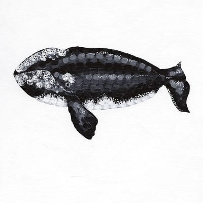 Right Whale Song Of The Deep by Kelsey Emblow art print