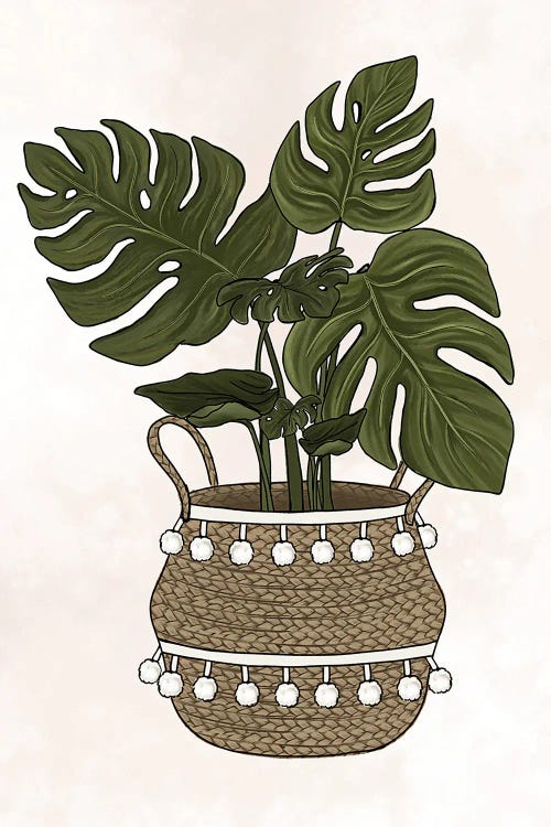 Monstera Plant