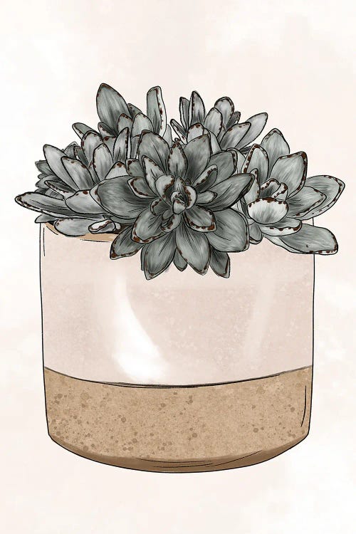 Potted Succulents