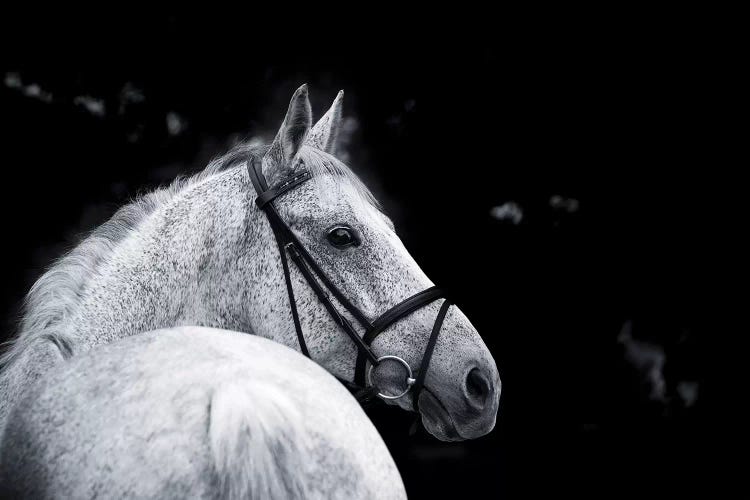 Bridled Beauty by KaCee Erle wall art