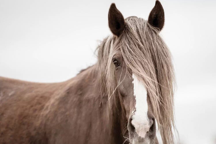 Wild Mane by KaCee Erle wall art
