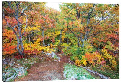Snowy Autumn Canvas Art Print - Kevin Clifford