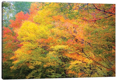 Fall Colors Canvas Art Print - Kevin Clifford