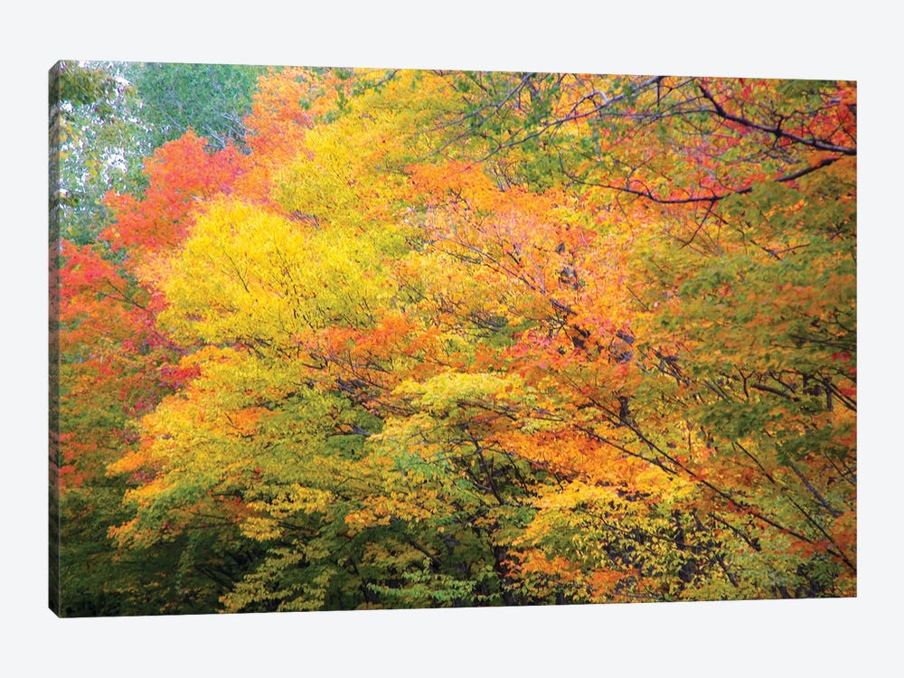 Fall Colors by Kevin Clifford 1-piece Canvas Art