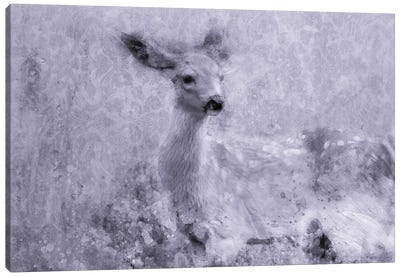 Inquisitive Deer Canvas Art Print - Kevin Clifford