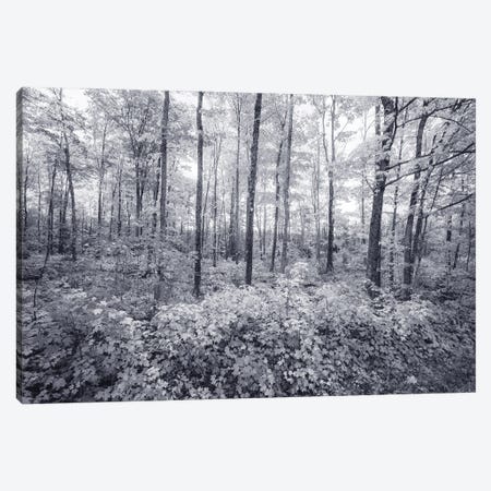 Afternoon Trees Canvas Print #KCF112} by Kevin Clifford Canvas Artwork