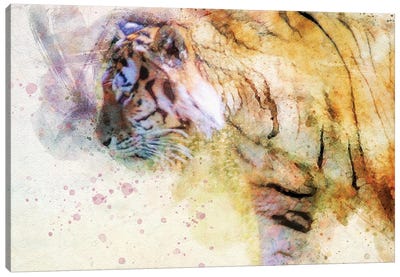 Prowling Tiger Canvas Art Print - Kevin Clifford