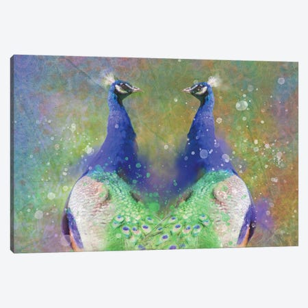 Twin Splashy Peacocks Canvas Print #KCF1} by Kevin Clifford Canvas Art Print