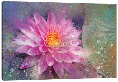 Splashy Pink Water Lilly Canvas Art Print - Pond Art