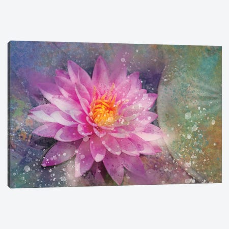 Splashy Pink Water Lilly Canvas Print #KCF28} by Kevin Clifford Canvas Art